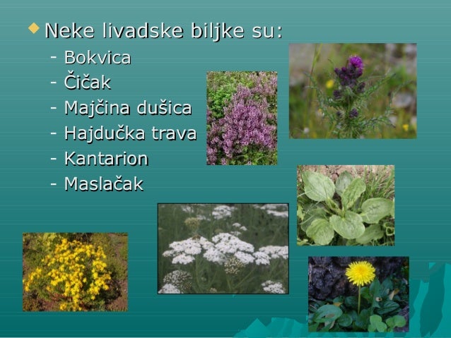livadske biljke